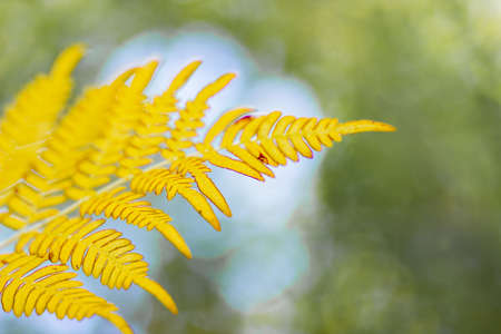 Yellowed fern leaf on a blurred background. Dry fern leaf in the forest. Autumn tropical background. Copy spaceの写真素材