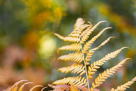 Yellowed fern leaf on a blurred background. Dry fern leaf in the forest. Autumn tropical background. Copy spaceの写真素材