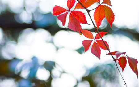 Red leaves of a wild grapes. Autumn leaves of wild grapes with blurred background. Autumn background. Copy space. Selective focusの写真素材