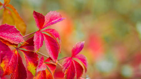 Red leaves of a wild grapes. Autumn leaves of wild grapes with blurred background. Autumn background. Copy space. Selective focusの写真素材