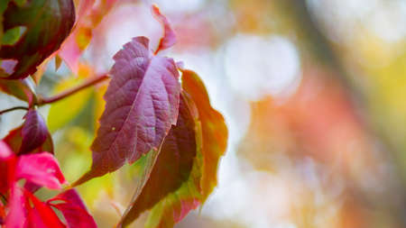 Red leaves of a wild grapes. Autumn leaves of wild grapes with blurred background. Autumn...