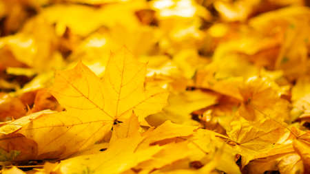 Autumn season leafs. Fallen maple leaves in the forest. Golden maple leaf on blurred yellow background. Autumn conceptの写真素材