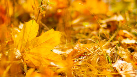 Autumn season leafs. Fallen maple leaves in the forest. Golden maple leaf on blurred yellow background. Autumn conceptの写真素材