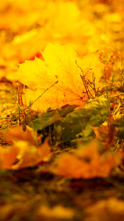 Autumn season leafs. Fallen maple leaves in the forest. Golden maple leaf on blurred yellow background. Autumn conceptの写真素材