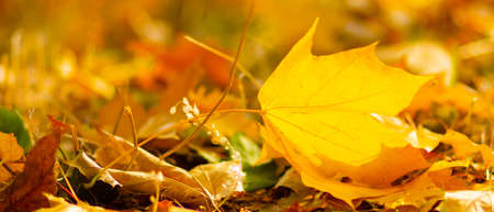Autumn season leafs. Fallen maple leaves in the forest. Golden maple leaf on blurred yellow background. Autumn conceptの写真素材