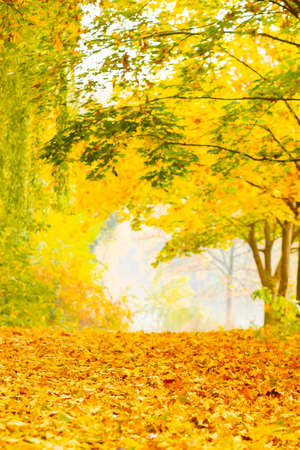 Autumn season leafs. Fallen maple leaves in the forest. Golden maple leaf on blurred yellow background. Autumn conceptの写真素材
