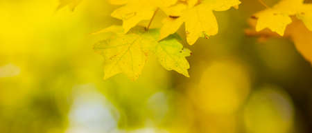 Maple leaves in autumn forest. Tree branch with autumn leaves. Yellowed maple leaves on a blurred...