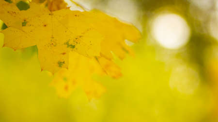 Maple leaves in autumn forest. Tree branch with autumn leaves. Yellowed maple leaves on a blurred...