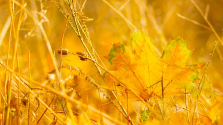 Autumn season leafs. Fallen maple leaves in the forest. Golden maple leaf on blurred yellow background. Autumn conceptの写真素材