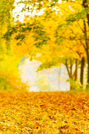 Autumn season leafs. Fallen maple leaves in the forest. Golden maple leaf on blurred yellow...