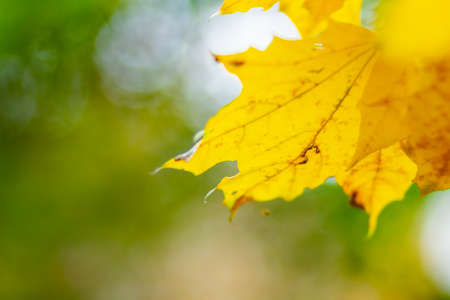 Maple leaves in autumn forest. Tree branch with autumn leaves. Yellowed maple leaves on a blurred background. Autumn nature background with bokeh. Very shallow focusの写真素材