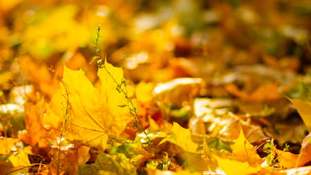 Autumn season leafs. Fallen maple leaves in the forest. Golden maple leaf on blurred yellow background. Autumn conceptの写真素材