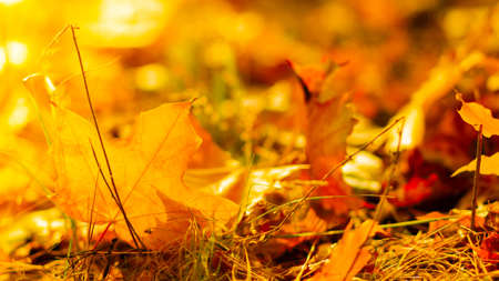 Autumn season leafs. Fallen maple leaves in the forest. Golden maple leaf on blurred yellow background. Autumn conceptの写真素材