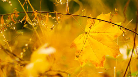 Autumn season leafs. Fallen maple leaves in the forest. Golden maple leaf on blurred yellow background. Autumn conceptの写真素材
