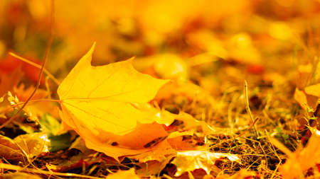 Autumn season leafs. Fallen maple leaves in the forest. Golden maple leaf on blurred yellow background. Autumn conceptの写真素材