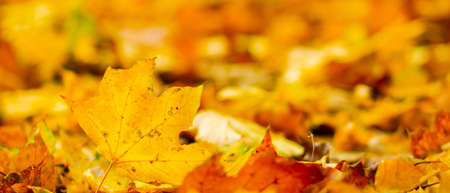 Autumn season leafs. Fallen maple leaves in the forest. Golden maple leaf on blurred yellow background. Autumn conceptの写真素材