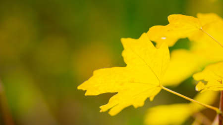 Autumn background. Tree branch with maple leaves on a blurred background. Autumn design background with yellow leaves. Copy spaceの写真素材