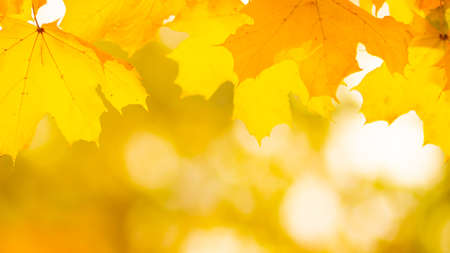 Autumn background. Tree branch with maple leaves on a blurred background. Autumn design background with yellow leaves. Copy spaceの写真素材
