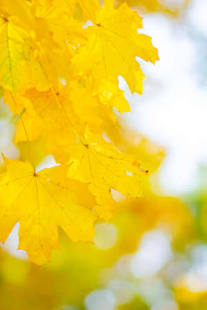 Autumn background. Tree branch with maple leaves on a blurred background. Autumn design background...