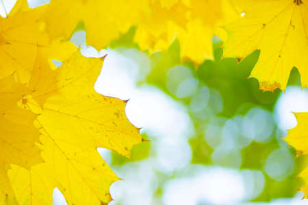 Autumn background. Tree branch with maple leaves on a blurred background. Autumn design background with yellow leaves. Copy spaceの写真素材