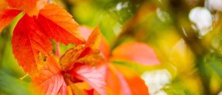 Autumn collection. Red-orange leaf of wild grapes. Red leaves of maiden grapes on a blurred background. Copy spaceの写真素材