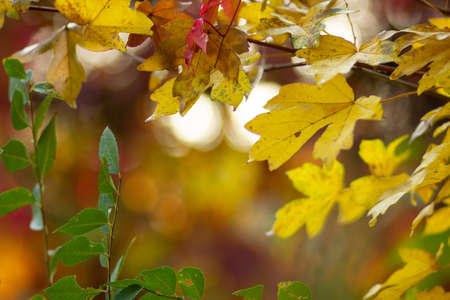 Autumn collection. Red-orange leaf of wild grapes. Red leaves of maiden grapes on a blurred background. Copy spaceの写真素材