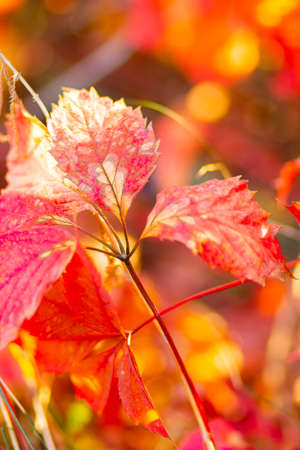 Autumn collection. Red-orange leaf of wild grapes. Red leaves of maiden grapes on a blurred background. Copy spaceの写真素材