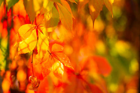 Autumn collection. Red-orange leaf of wild grapes. Red leaves of maiden grapes on a blurred background. Copy spaceの写真素材