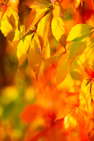 Autumn collection. Red-orange leaf of wild grapes. Red leaves of maiden grapes on a blurred background. Copy spaceの写真素材