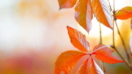 Autumn collection. Red-orange leaf of wild grapes. Red leaves of maiden grapes on a blurred background. Copy spaceの写真素材