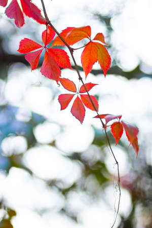 Autumn collection. Red-orange leaf of wild grapes. Red leaves of maiden grapes on a blurred background. Copy spaceの写真素材