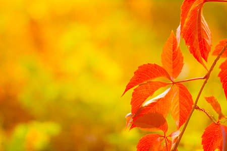 Autumn collection. Red-orange leaf of wild grapes. Red leaves of maiden grapes on a blurred background. Copy spaceの写真素材
