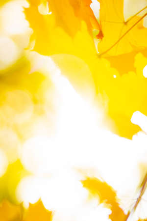 Autumn background with maple leaves. Autumn orange leaves over blurred background. Copy spaceの写真素材