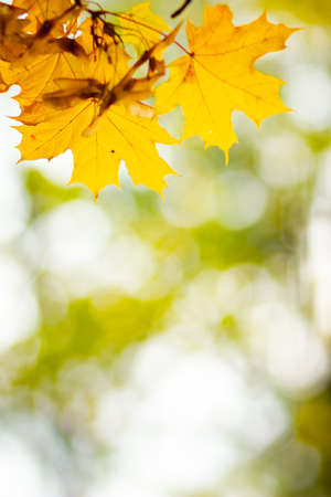 Autumn background with maple leaves. Autumn orange leaves over blurred background. Copy spaceの写真素材