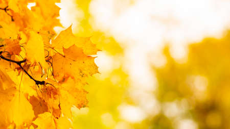 Autumn background with maple leaves. Autumn orange leaves over blurred background. Copy spaceの写真素材