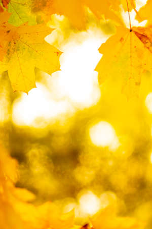 Autumn background with maple leaves. Autumn orange leaves over blurred background. Copy spaceの写真素材