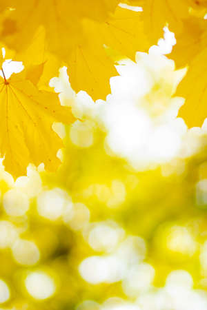 Autumn background with maple leaves. Autumn orange leaves over blurred background. Copy spaceの写真素材