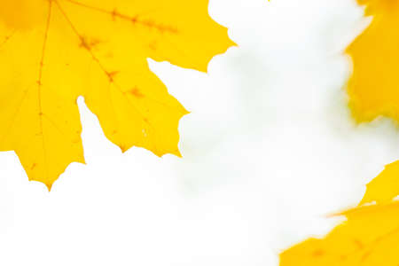 Autumn background with maple leaves. Autumn orange leaves over blurred background. Copy spaceの写真素材