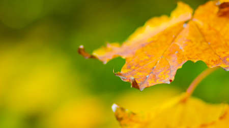 Autumn background with maple leaves. Autumn orange leaves over blurred background. Copy space