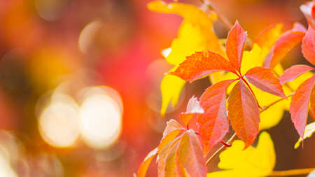 Red autumn leaves. Autumn nature background with bokeh. Copy spaceの写真素材