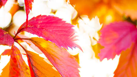 Red autumn leaves. Autumn nature background with bokeh. Copy spaceの写真素材