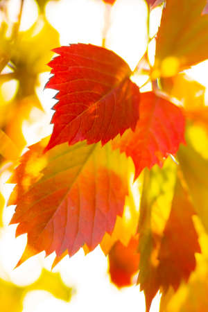 Red autumn leaves. Autumn nature background with bokeh. Copy spaceの写真素材