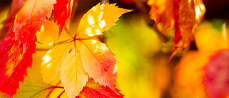 Red autumn leaves. Autumn nature background with bokeh. Copy spaceの写真素材