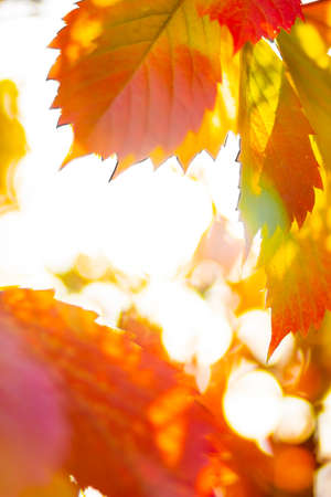 Red autumn leaves. Autumn nature background with bokeh. Copy spaceの写真素材