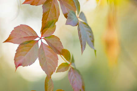 Red autumn leaves. Autumn nature background with bokeh. Copy spaceの写真素材