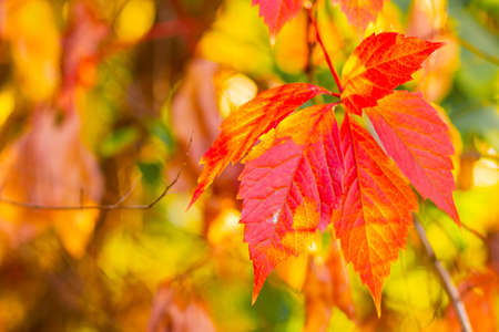 Red autumn leaves. Autumn nature background with bokeh. Copy spaceの写真素材