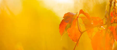 Red autumn leaves. Autumn nature background with bokeh. Copy spaceの写真素材