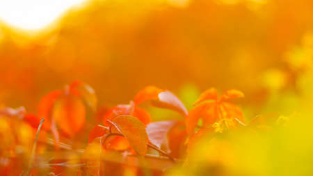 Red autumn leaves. Autumn nature background with bokeh. Copy spaceの写真素材
