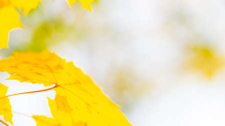 Yellow maple leaves on a blurred background. Autumn background with maple leaves. Creative wallpapers. Copy spaceの写真素材