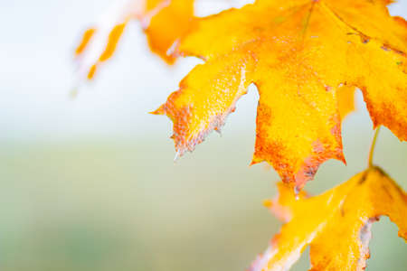 Yellow maple leaves on a blurred background. Autumn background with maple leaves. Creative...